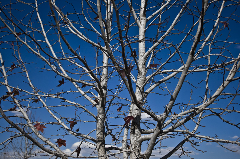 a tree I have been stalking