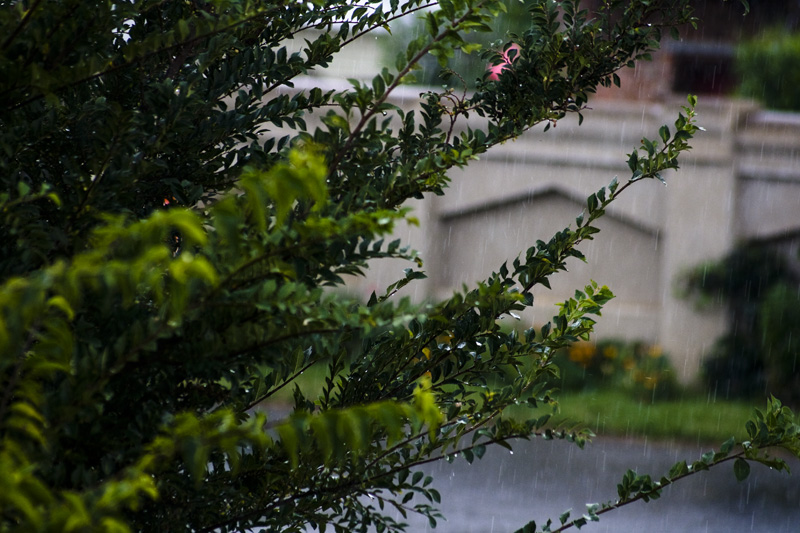 rain through bush