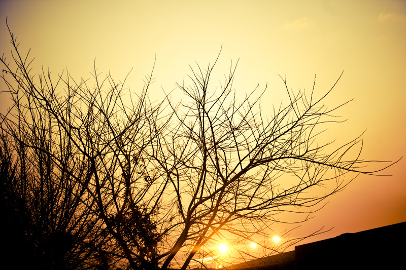 dusk through the winter tree